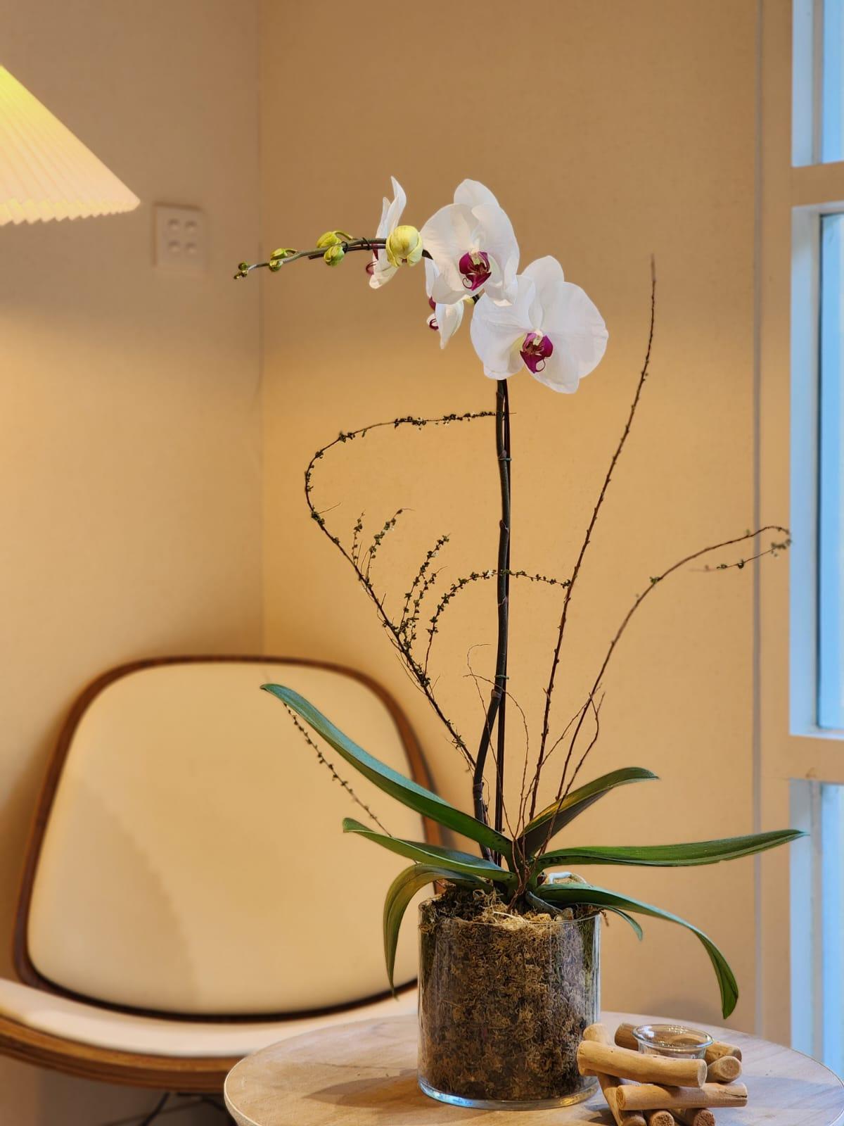 Single Orchid - White (Classic Size) - Lavish Florist