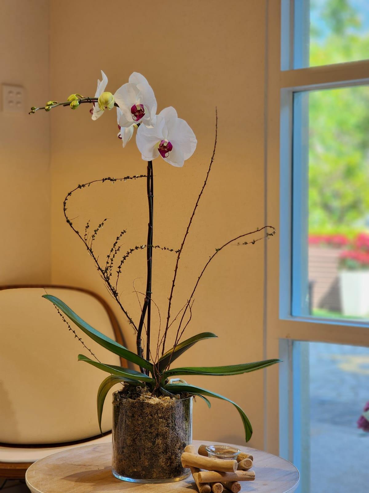 Single Orchid - White (Classic Size) - Lavish Florist